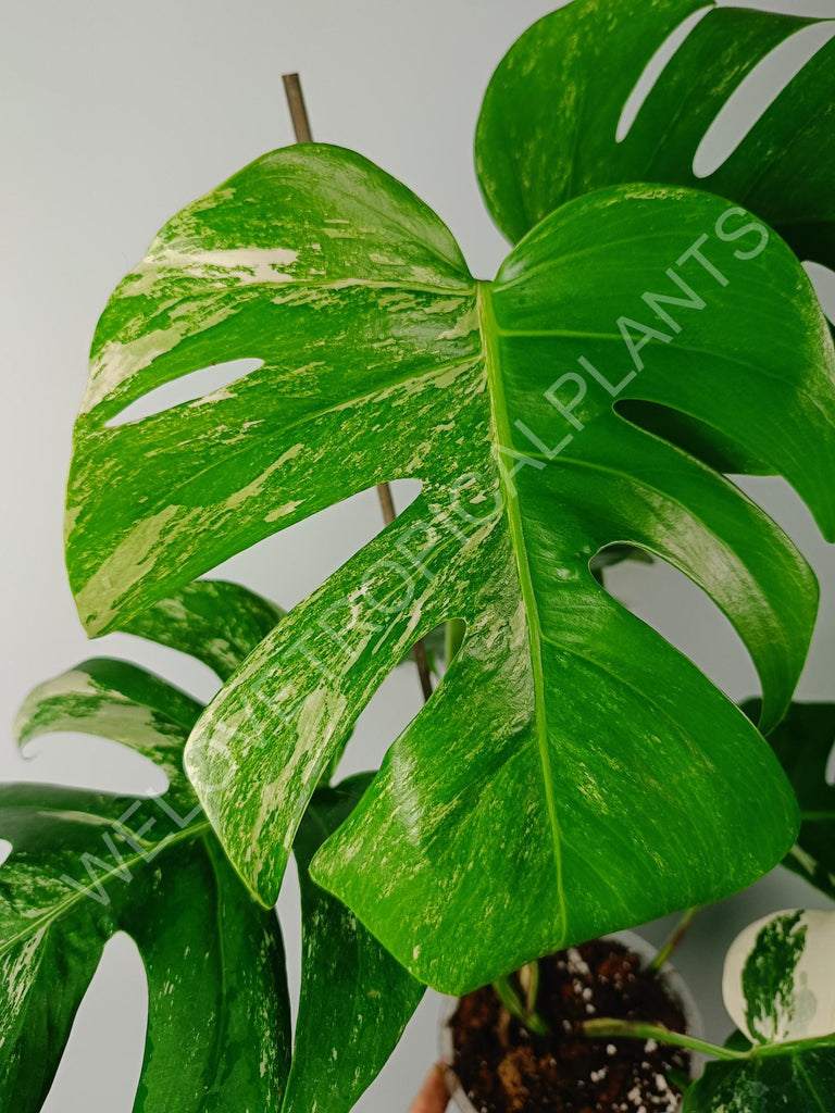 Monstera variegata albo