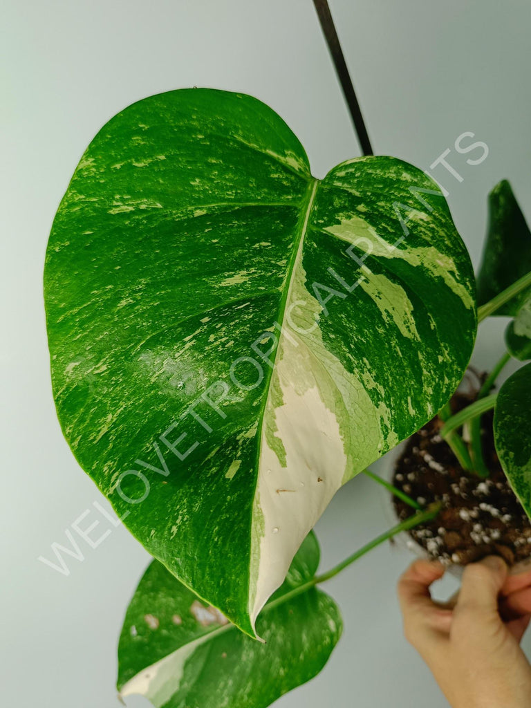 Monstera variegata albo