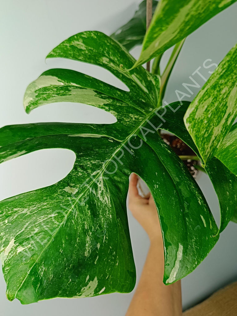 Monstera variegata albo