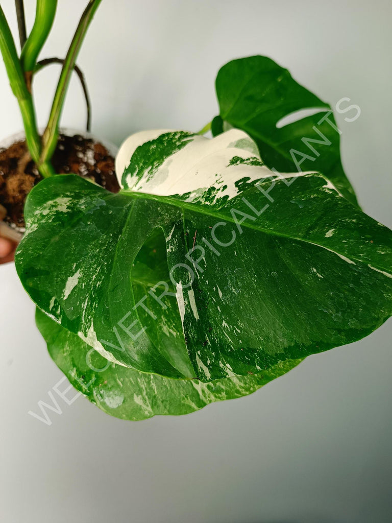 Monstera variegata albo