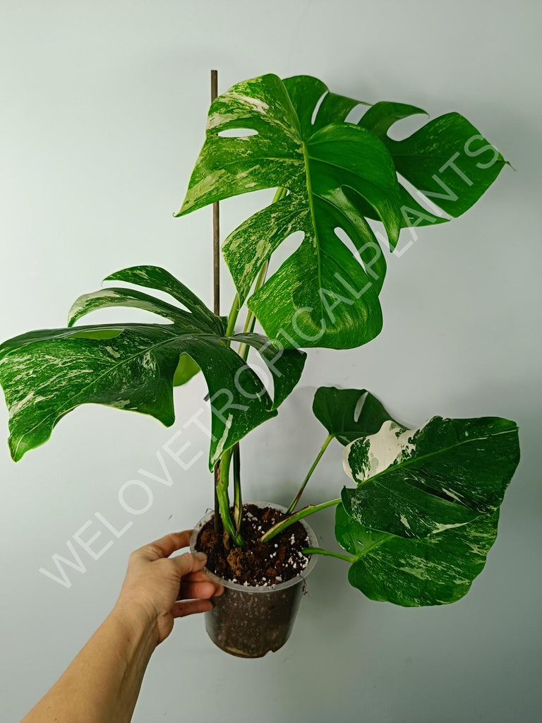 Monstera variegata albo