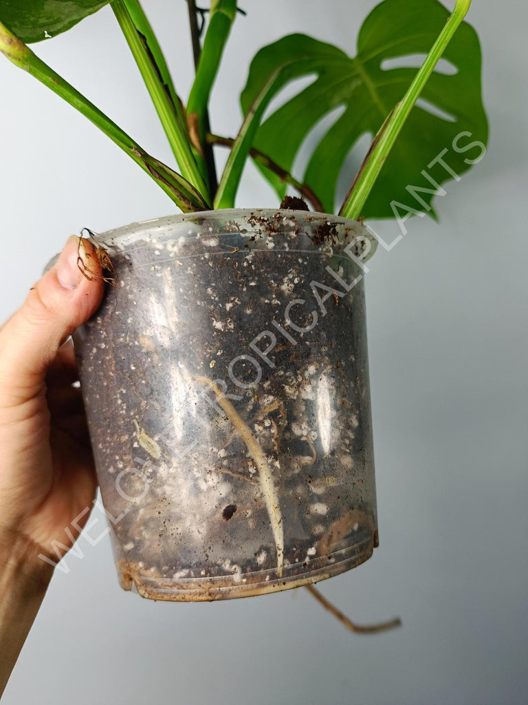 Monstera variegata albo