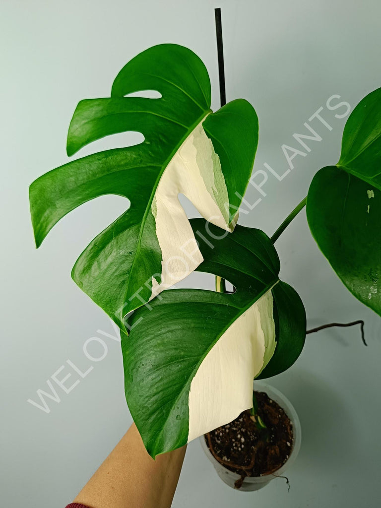 Monstera variegata albo