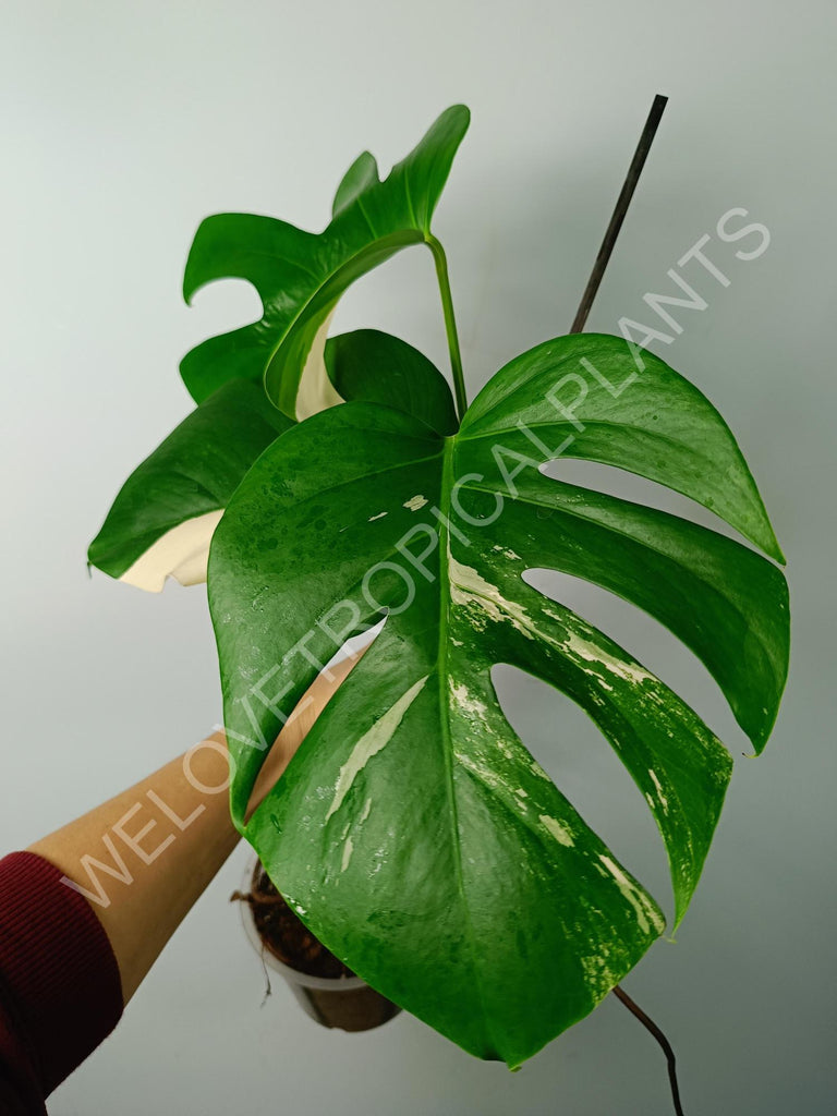 Monstera variegata albo