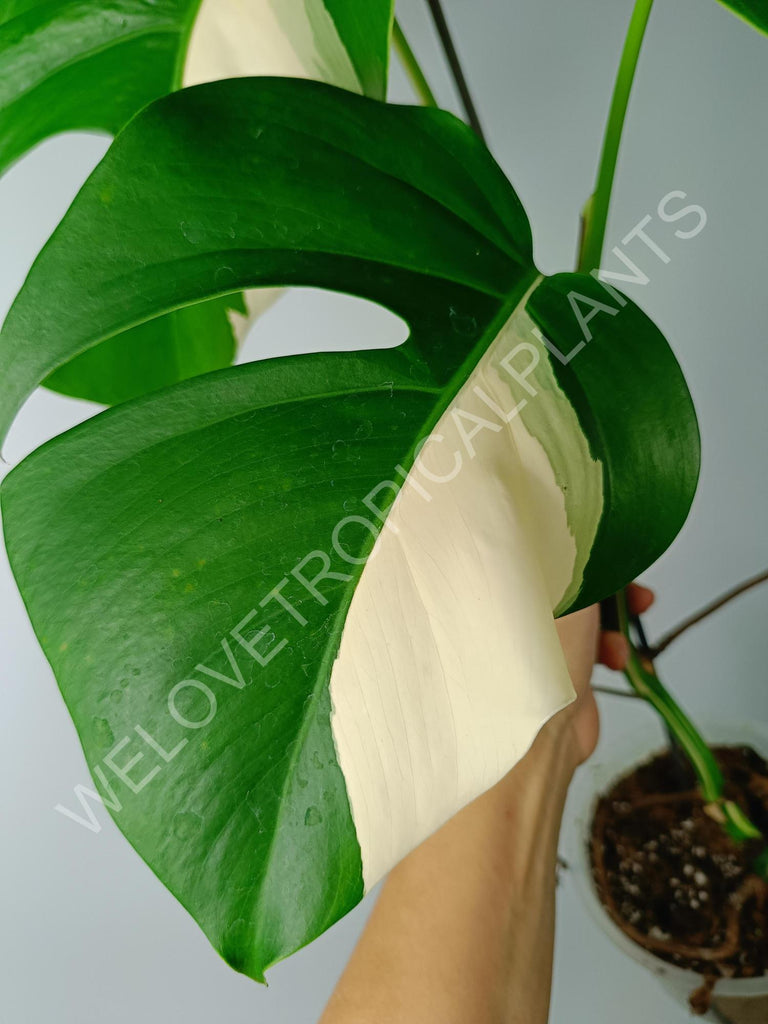 Monstera variegata albo