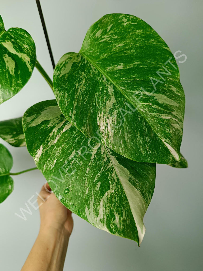 Monstera variegata albo