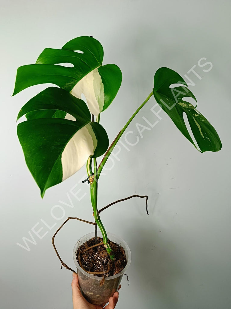 Monstera variegata albo