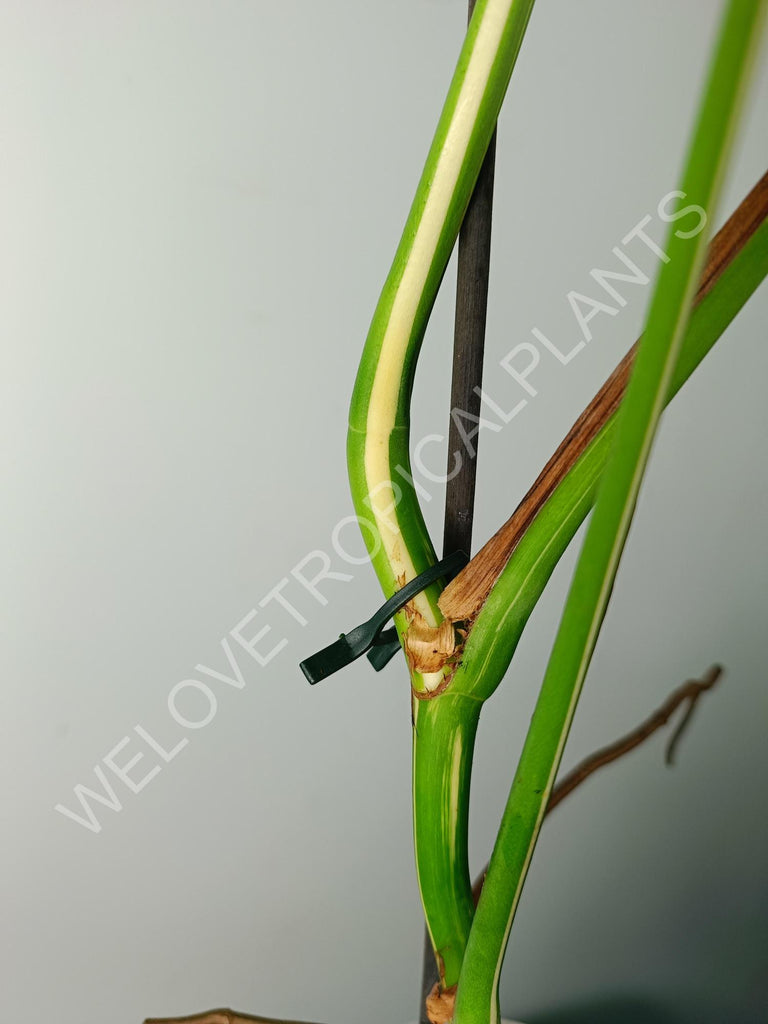 Monstera variegata albo