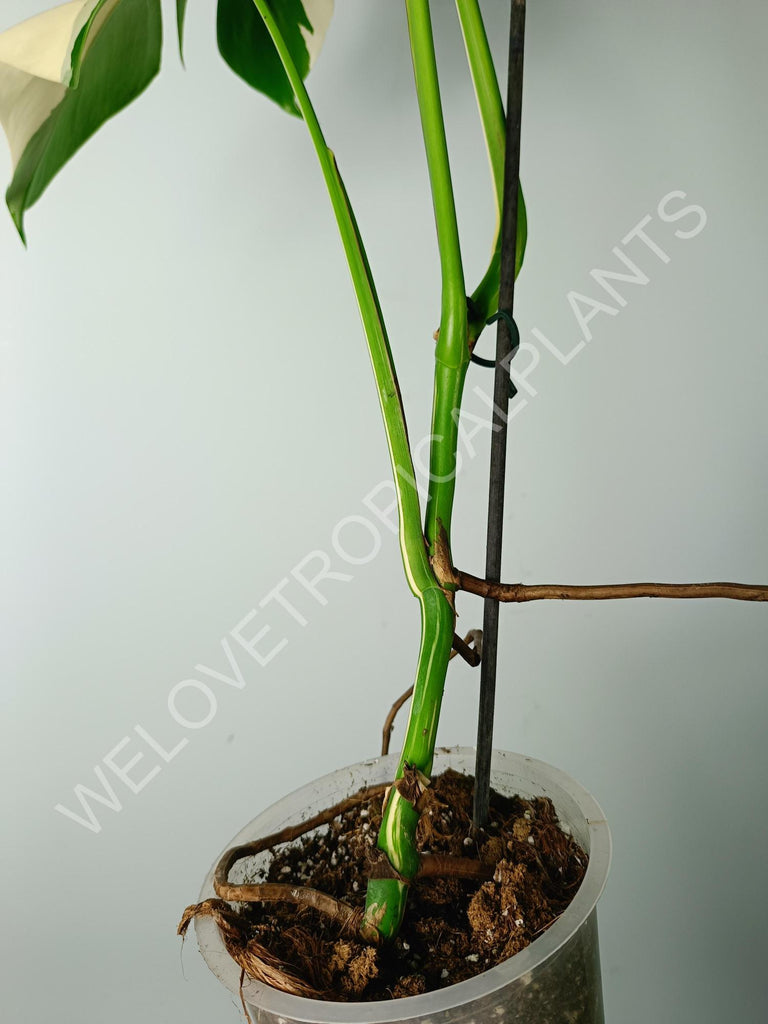 Monstera variegata albo