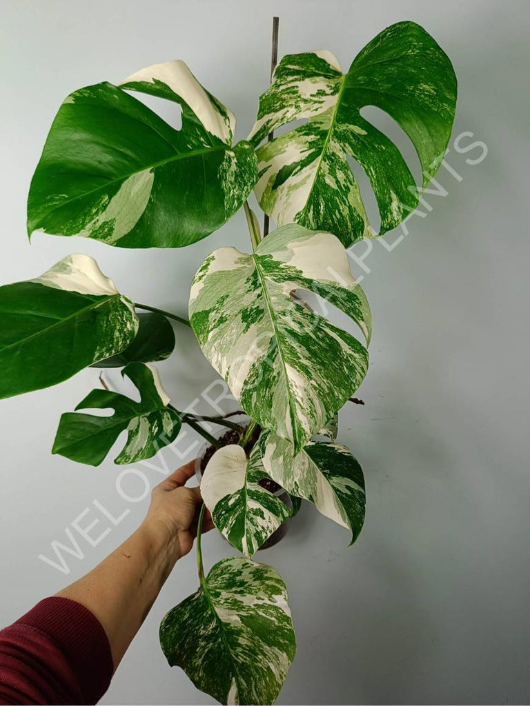 Monstera variegat albo