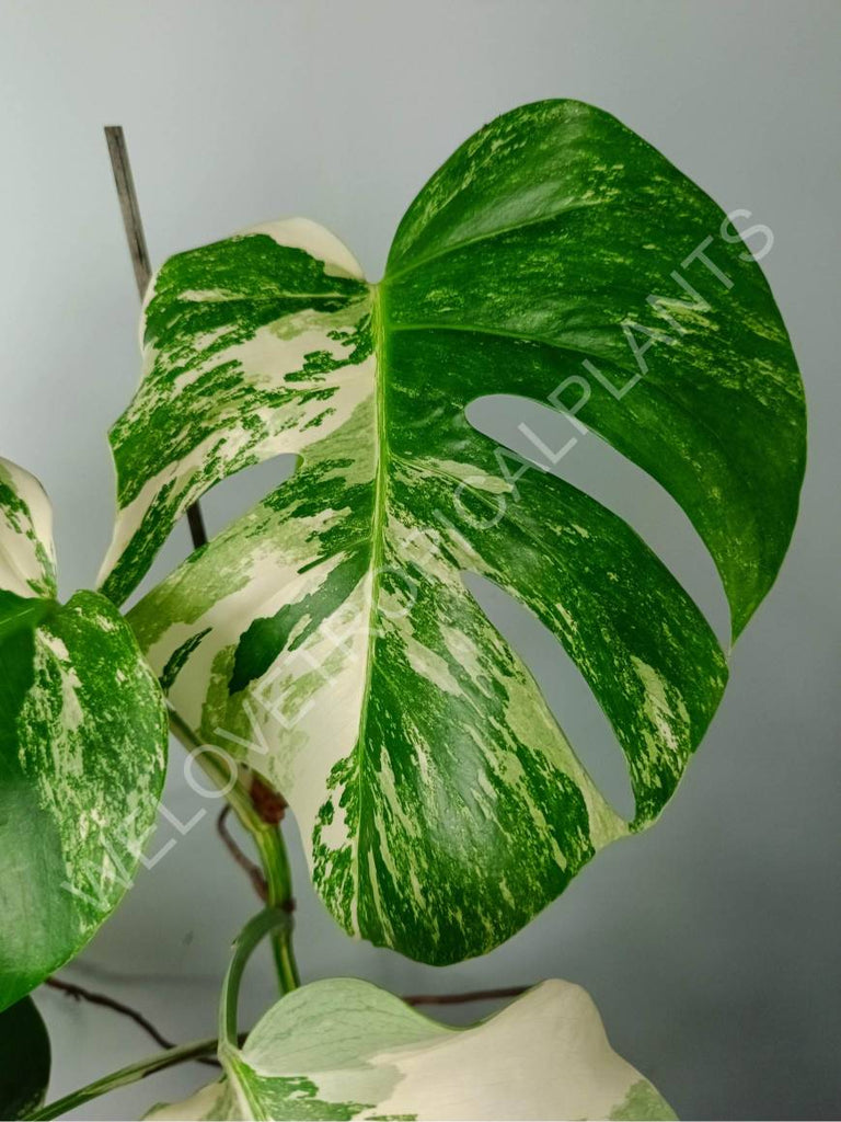 Monstera variegat albo