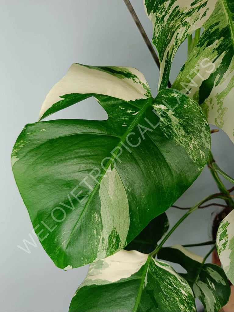 Monstera variegat albo