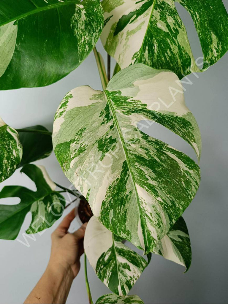 Monstera variegat albo