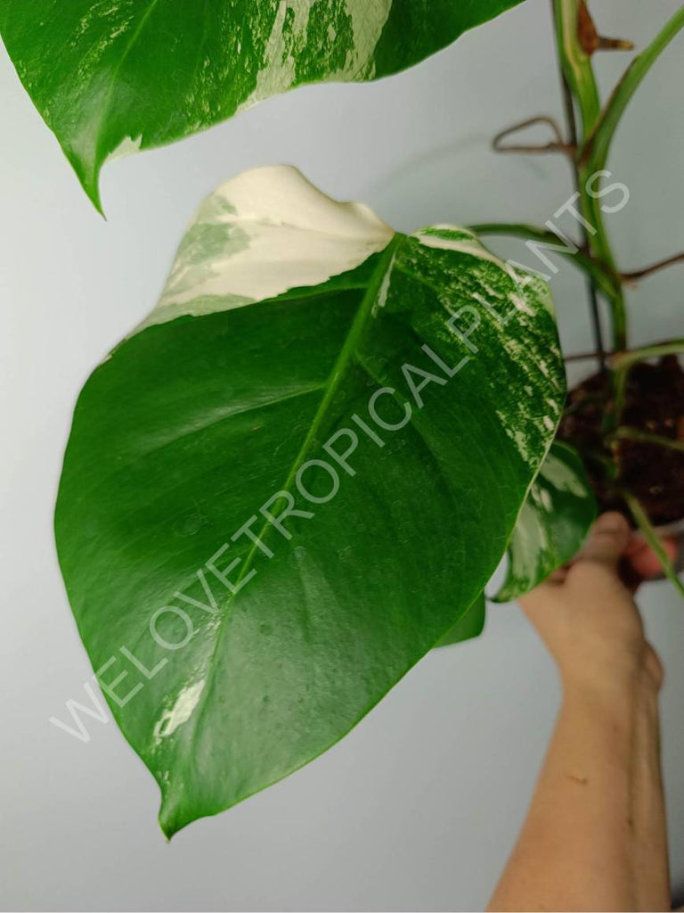 Monstera variegat albo