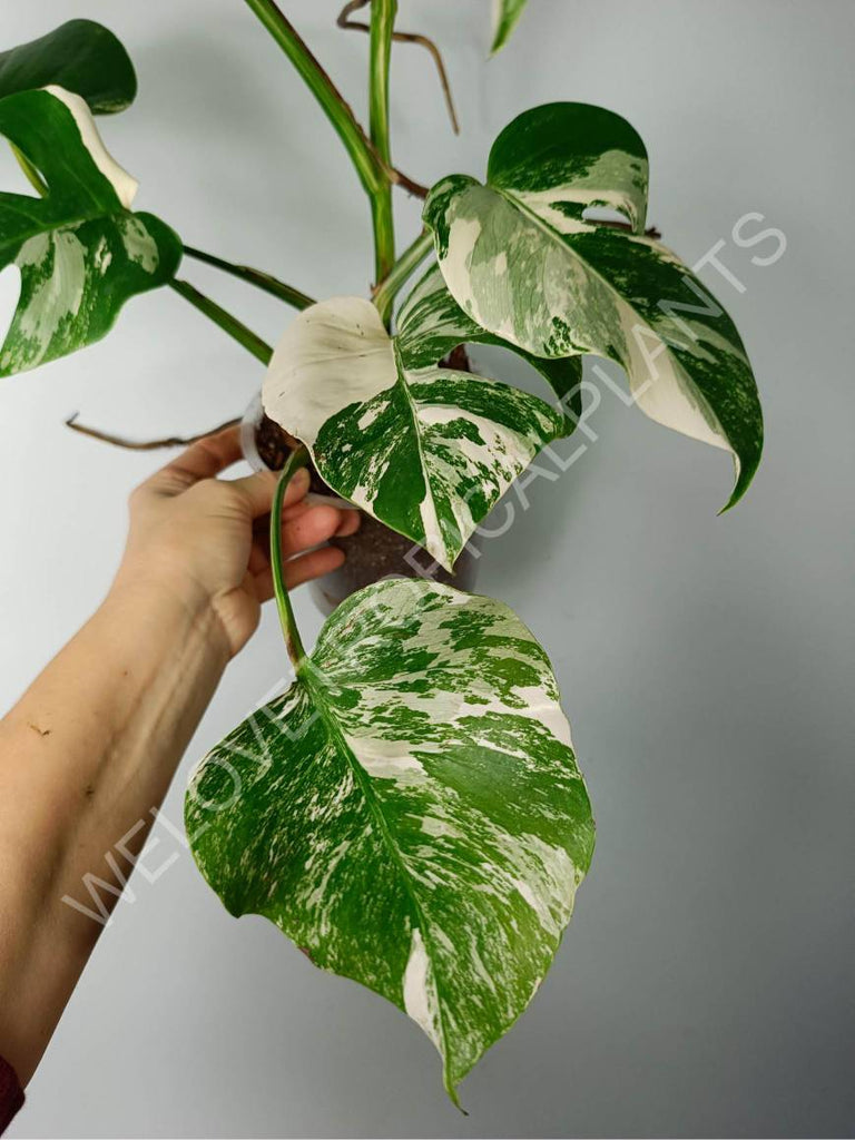 Monstera variegat albo