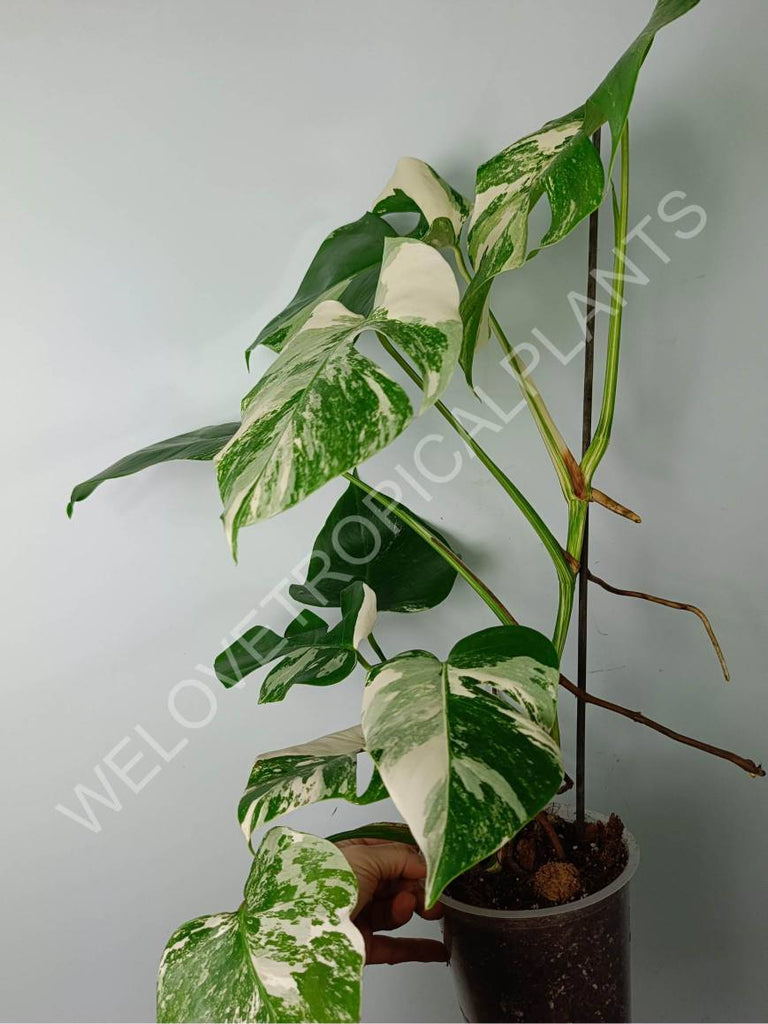 Monstera variegat albo