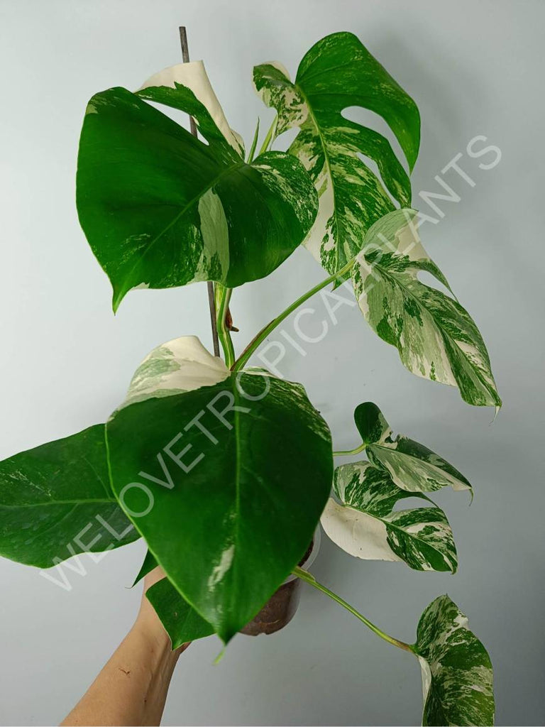 Monstera variegat albo