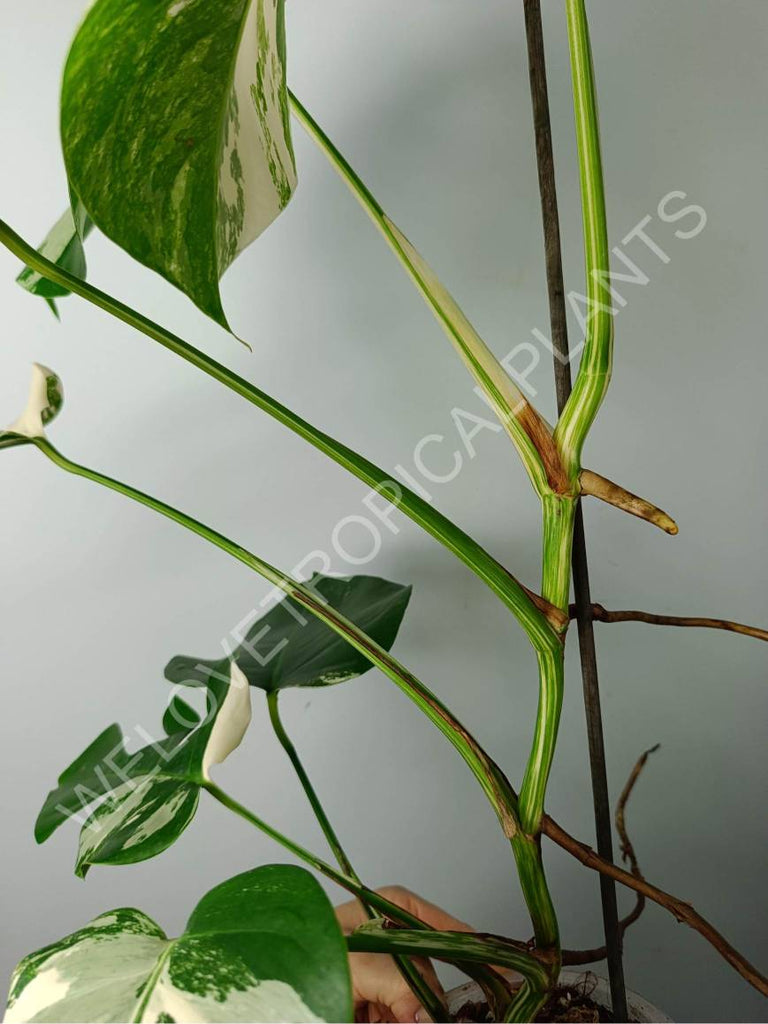 Monstera variegat albo