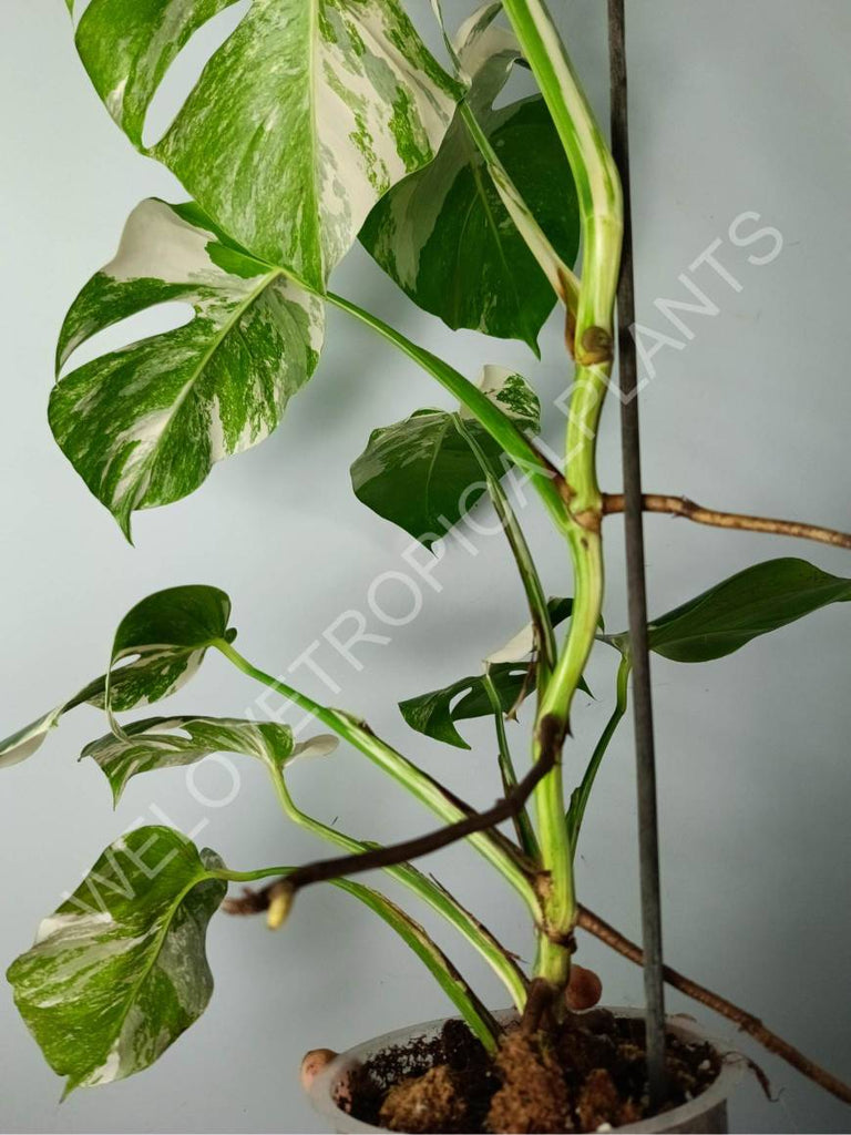 Monstera variegat albo