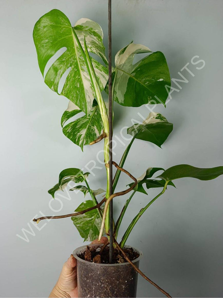 Monstera variegat albo