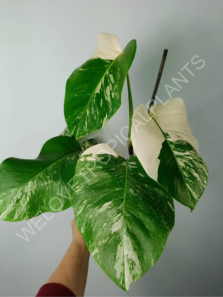 Monstera variegata albo