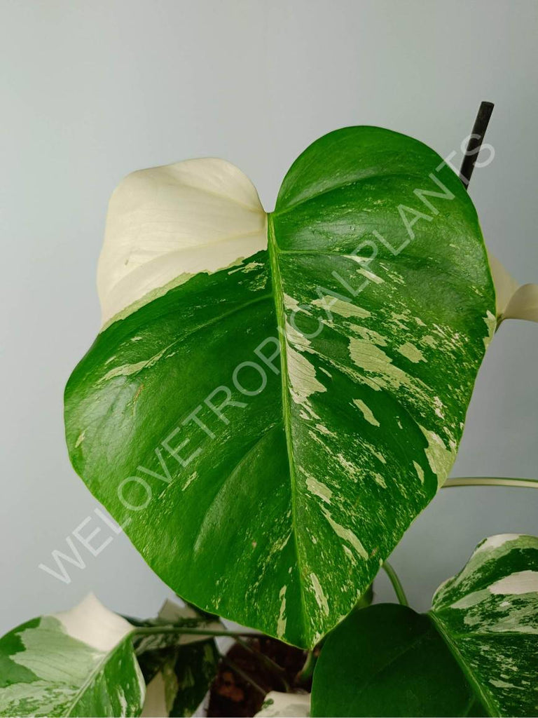 Monstera variegat albo