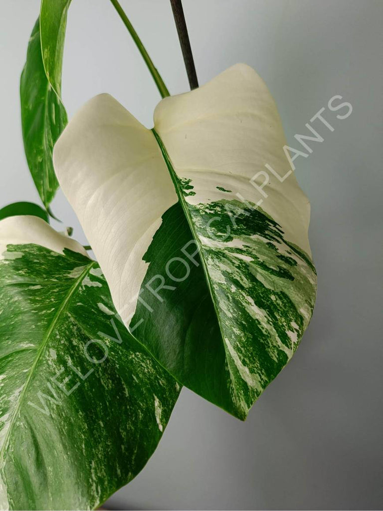 Monstera variegata albo