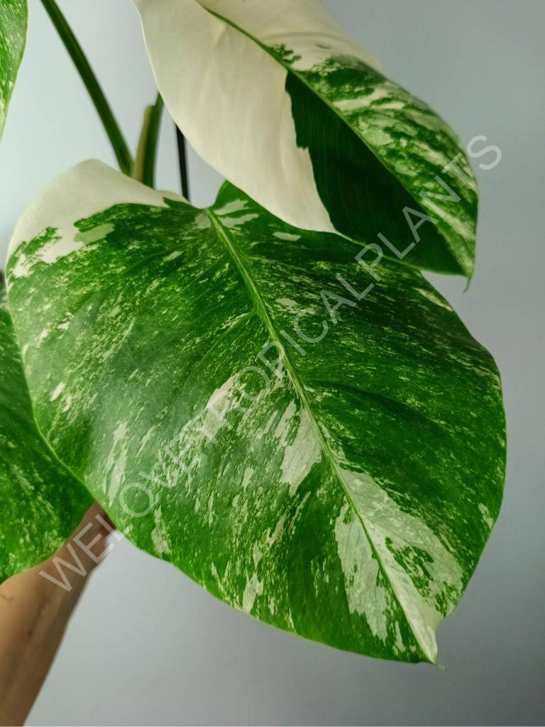 Monstera variegata albo