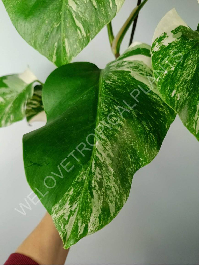 Monstera variegata albo