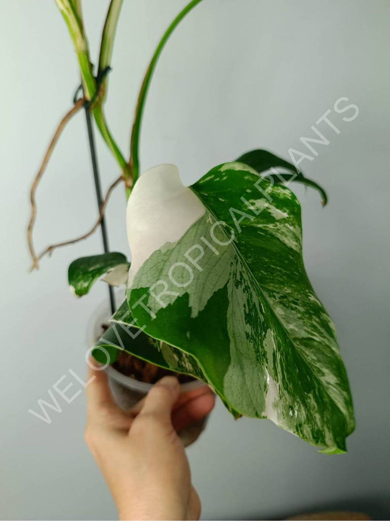 Monstera variegata albo