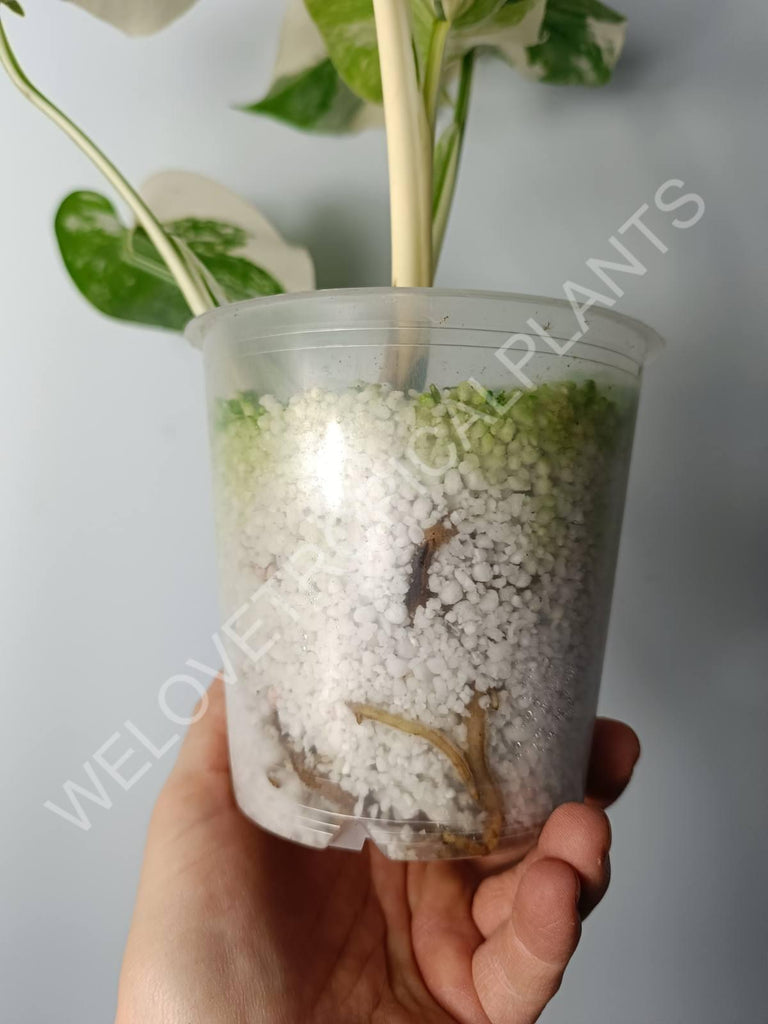 Monstera variegata albo extra white fullmoon