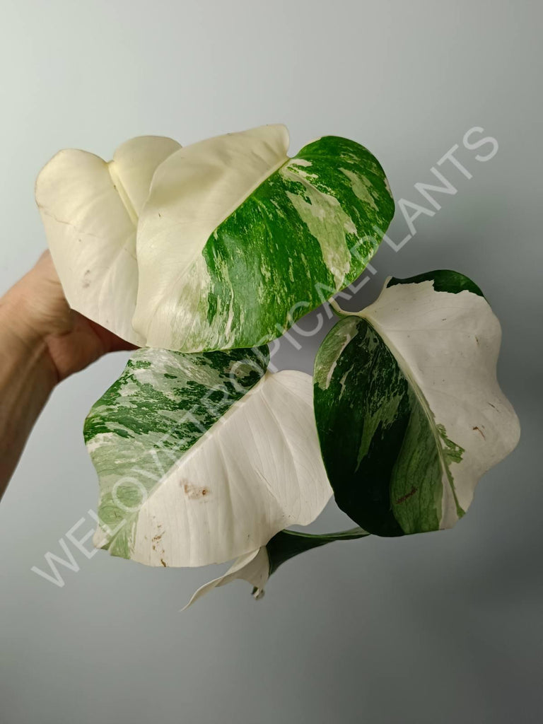 Monstera variegata albo fullmoon extra white