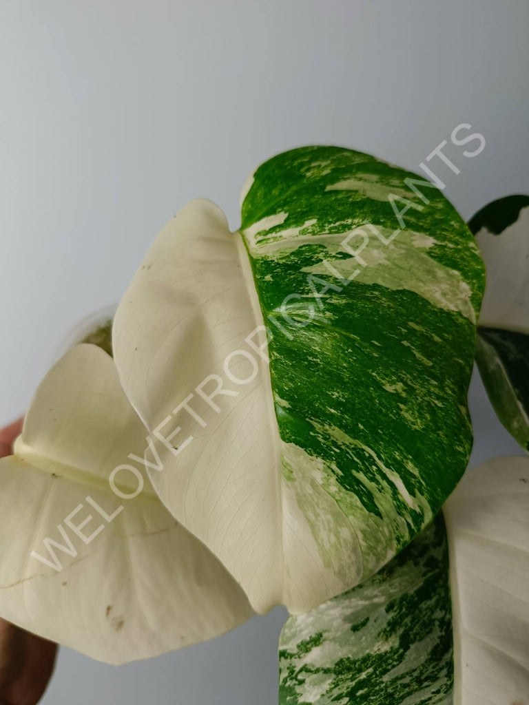 Monstera variegata albo fullmoon extra white