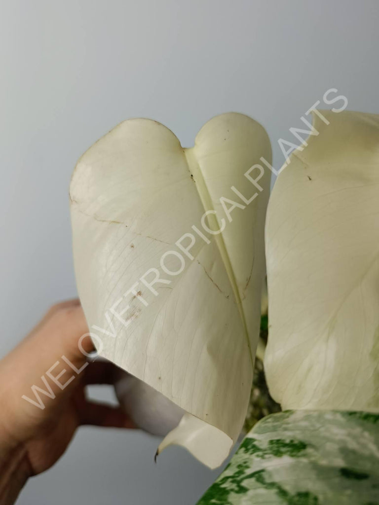 Monstera variegata albo fullmoon extra white