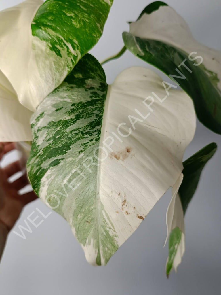 Monstera variegata albo fullmoon extra white