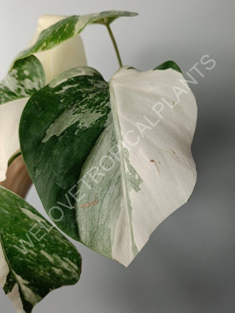 Monstera variegata albo fullmoon extra white