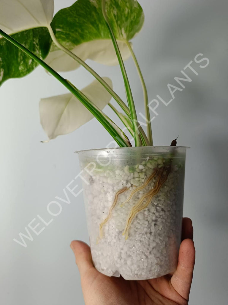 Monstera variegata albo fullmoon extra white