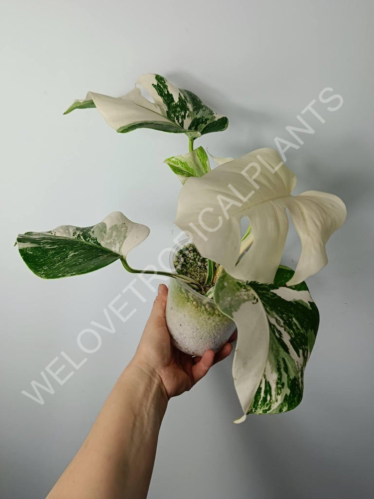 Monstera variegata albo extra white fullmoon