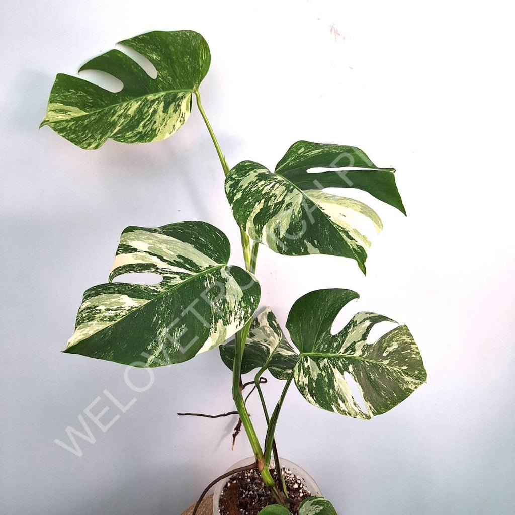 Monstera variegata albo