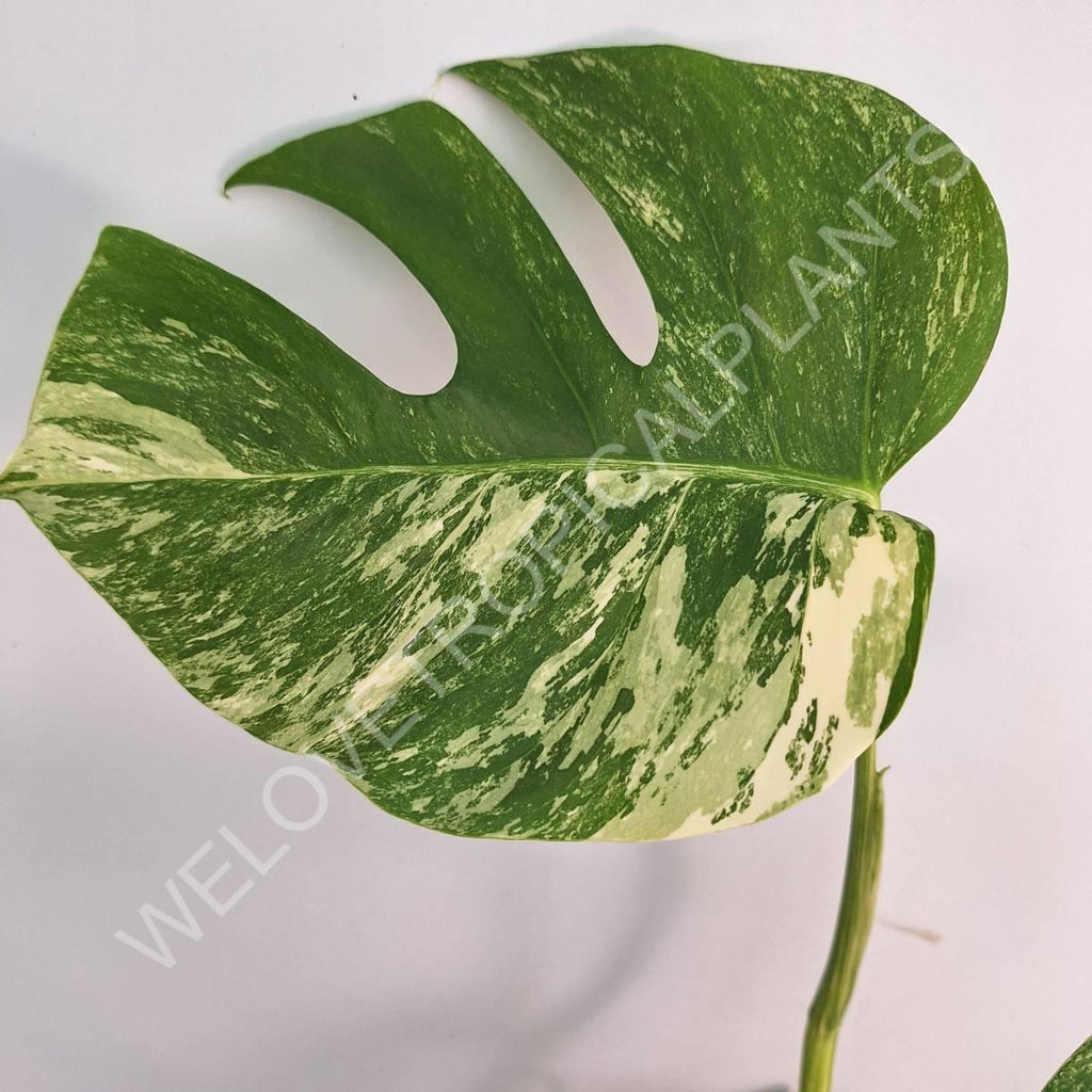 Monstera variegata albo