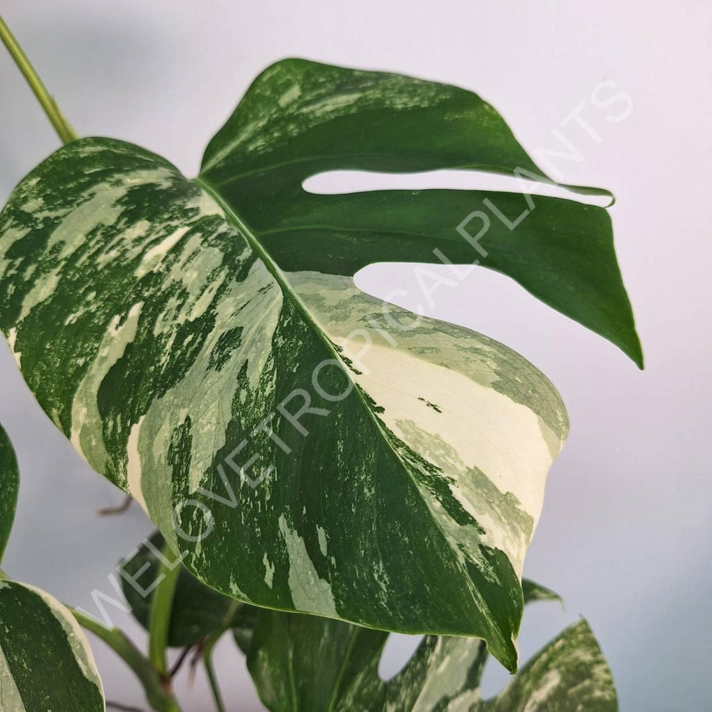 Monstera variegata albo