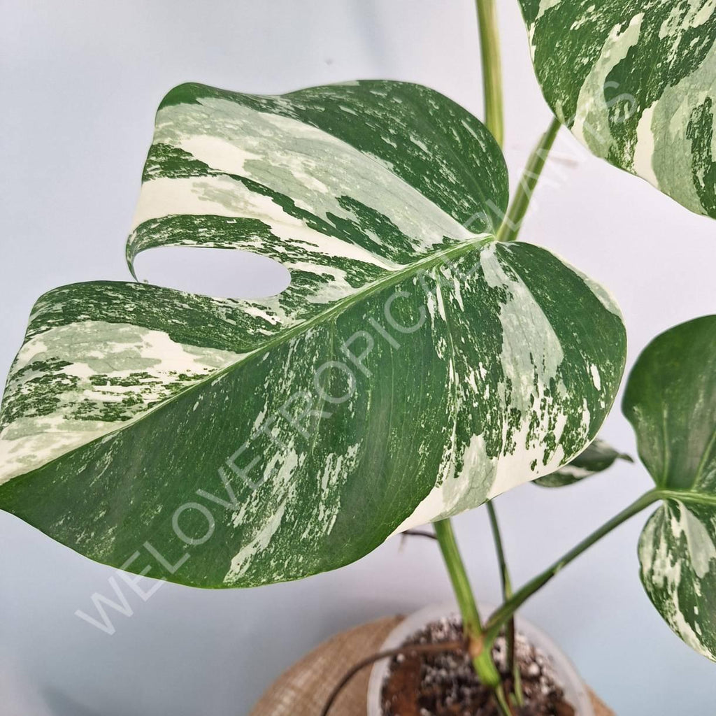 Monstera variegata albo