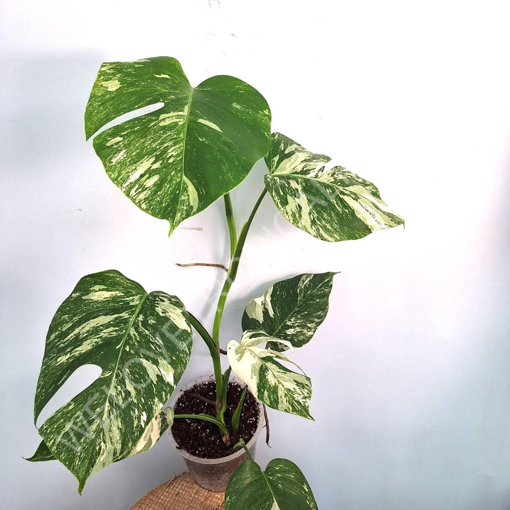 Monstera variegata albo