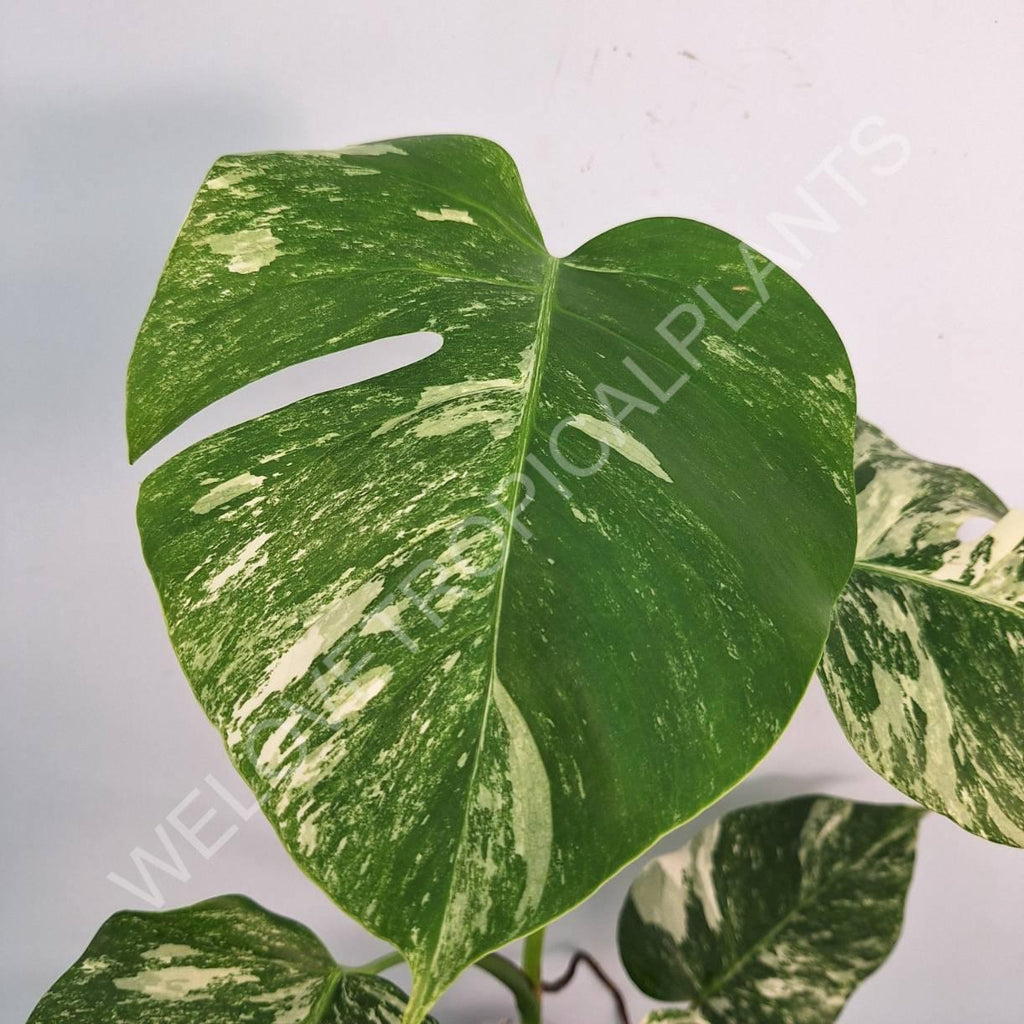 Monstera variegata albo