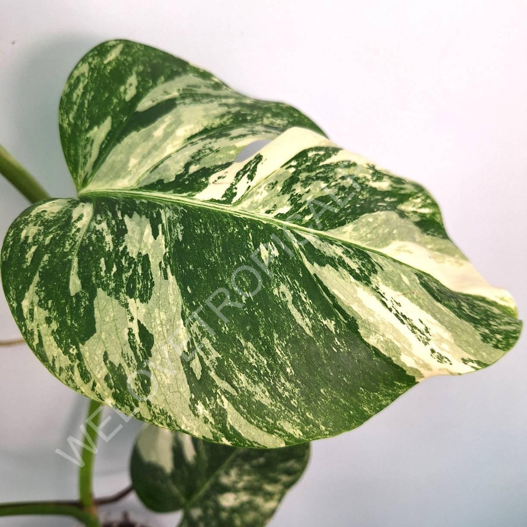 Monstera variegata albo