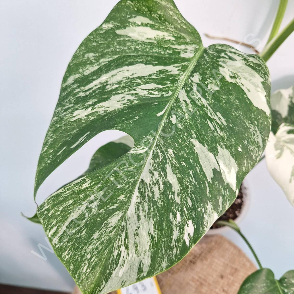 Monstera variegata albo