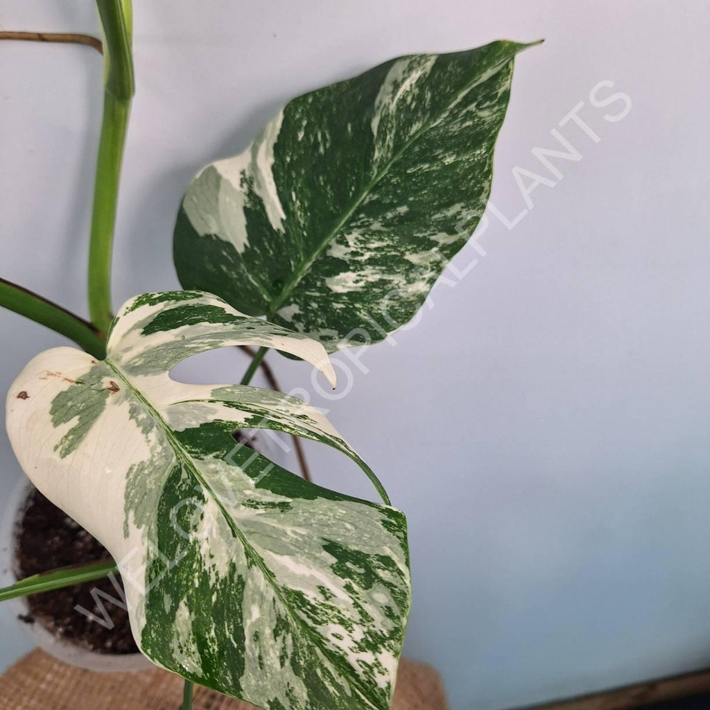 Monstera variegata albo