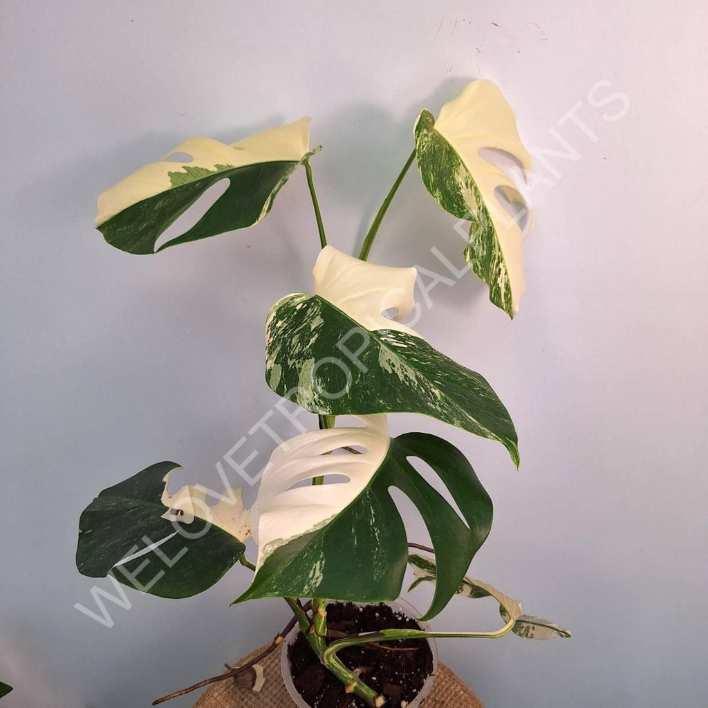 Monstera variegata albo