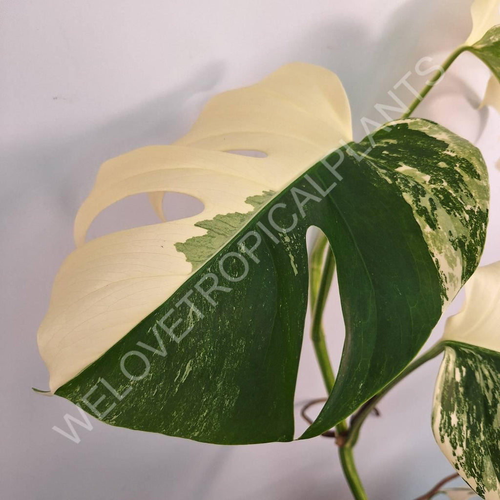 Monstera variegata albo