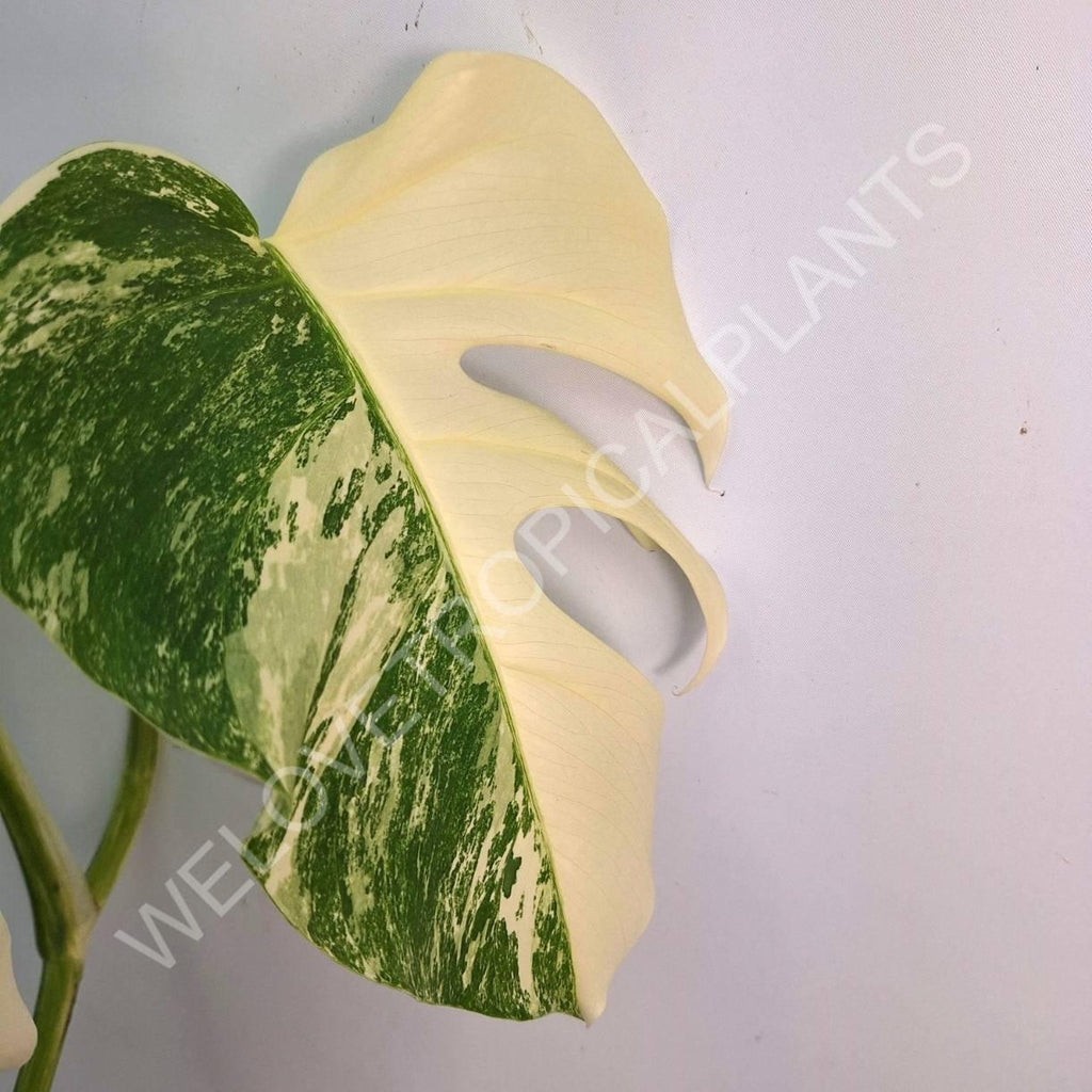 Monstera variegata albo